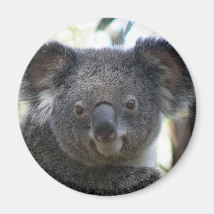 Magneet Koala Australië Foto ZIZZAGO