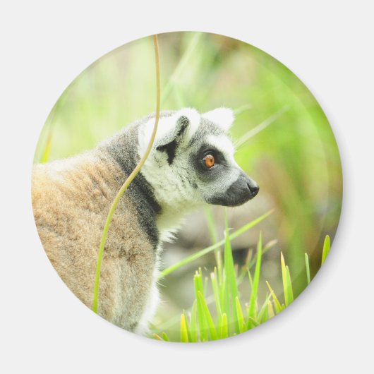 Magneet -Lemur- Ringstaart (Voorkant)