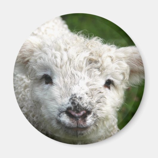 Magneet - Lente Lamb (Voorkant)