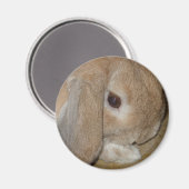 Magneet - Lop Eared Dwarf Rabbit (Voorkant / Achterkant)
