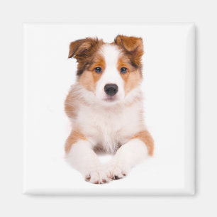 Magneet met Aardige Border Collie Puppy Hond