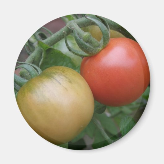 Magneet met oranje en rode tomaten (Voorkant)