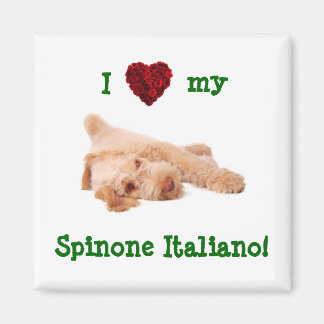 Magneet, met prachtige Spinone puppy l Magneet