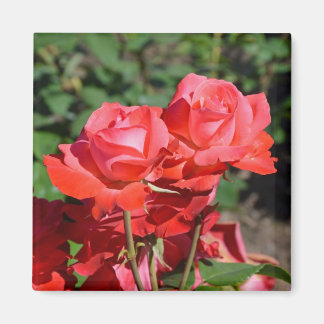 Magneet met print van roze rozen