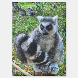 Magneet met ringstaartmaki – unieke dierenprint