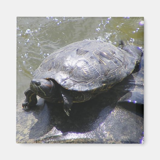 Magneet met schildpad (Voorkant)