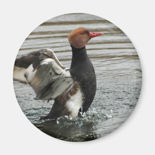 Magneet - Pochard flapperende vleugels (Voorkant)