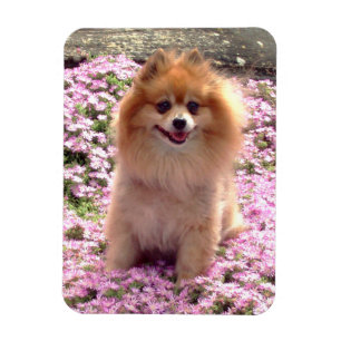 Magneet Pomeranian met roze bloemen