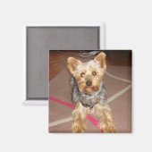 Magneet "pop Art" Dog (Voorkant / Achterkant)