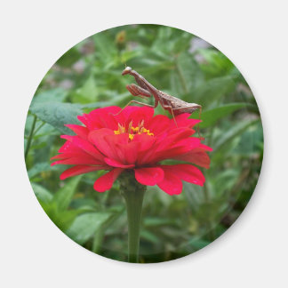 Magneet-rond/Bidden Mantis & Zinnie Magneet