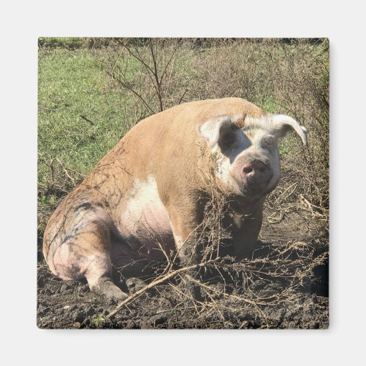 Magneet - Sheila mijn grote dikke varken (Voorkant)