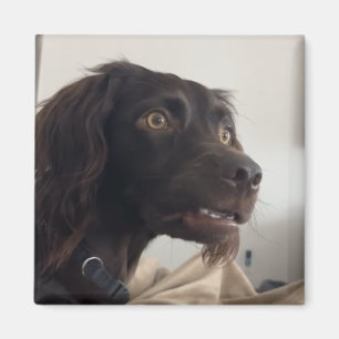Magneet verwarde hond meme