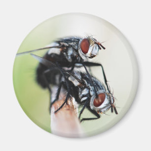 Magneet: vliegen magneet