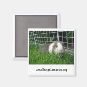 magneet voor cavia's (Voorkant / Achterkant)