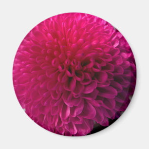 Magneet voor warme roze macrobloem