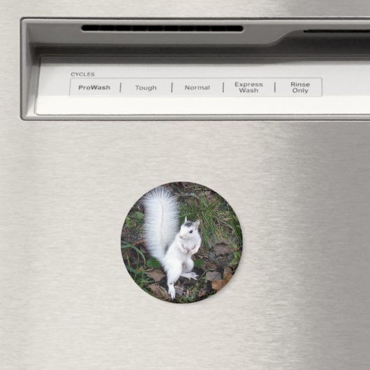 magneet - Witte eekhoorn (Insitu (Vaatwasser))