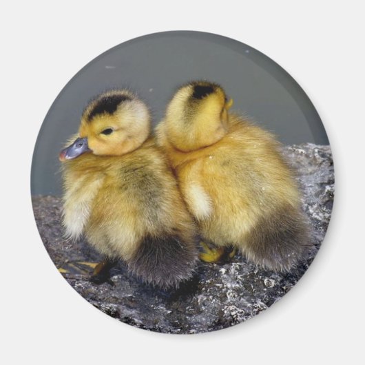 Magneetfrigo Magneet (Voorkant)