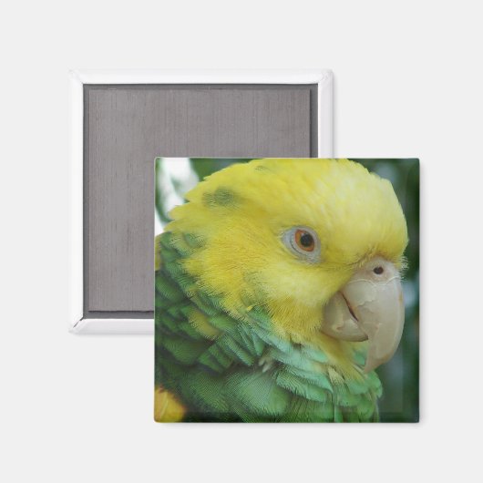 Magnet (Recto/Verso)