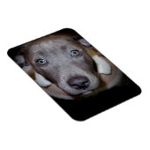 MAGNET À POULET BLEU À NOEUD (Côté Droit)