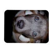 MAGNET À POULET BLEU À NOEUD (Horizontal)