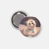 Magnet Adorable Terrier Puppy Magneet (Voorkant / Achterkant)