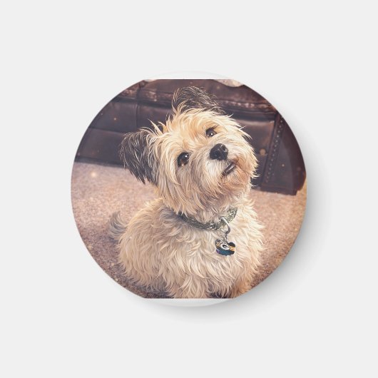 Magnet Adorable Terrier Puppy Magneet (Voorkant)