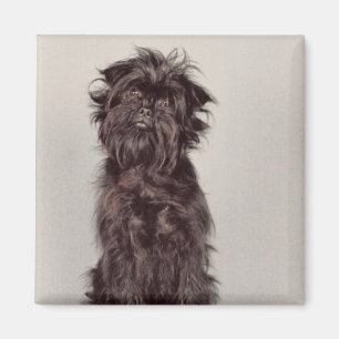 Magnet Affenpinscher