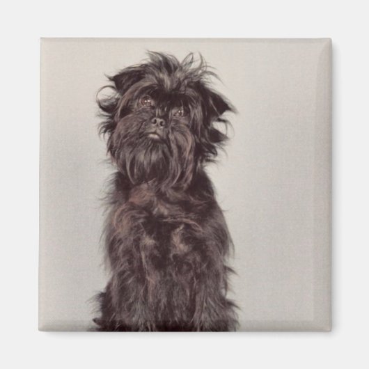 Magnet Affenpinscher (Devant)
