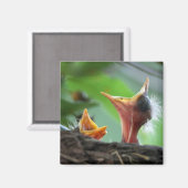Magnet - American Robin Babies (Recto/Verso)
