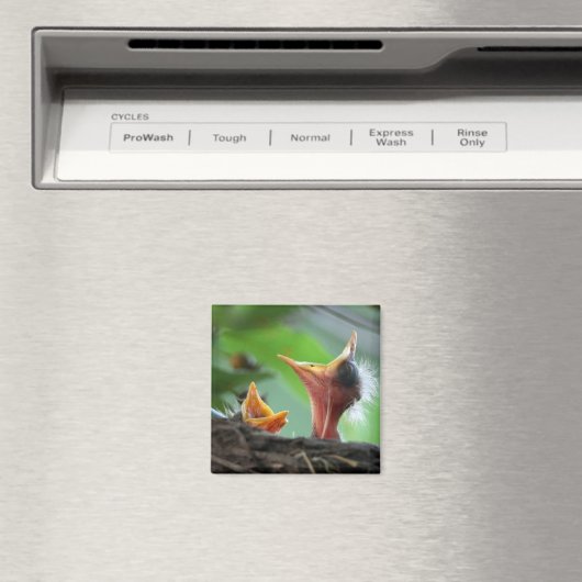 Magnet - American Robin Babies (In Situ (Lave-vaisselle))