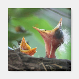 Magnet - Amerikaanse Robin Babies Magneet