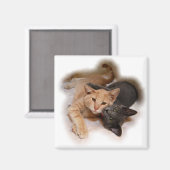 Magnet Amoureux des chats (Recto/Verso)