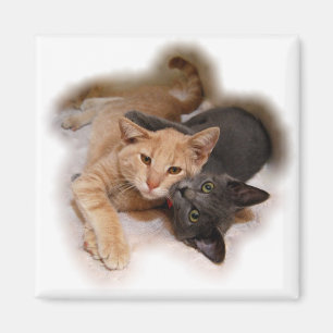Magnet Amoureux des chats
