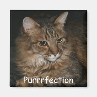 Magnet Amoureux des chats