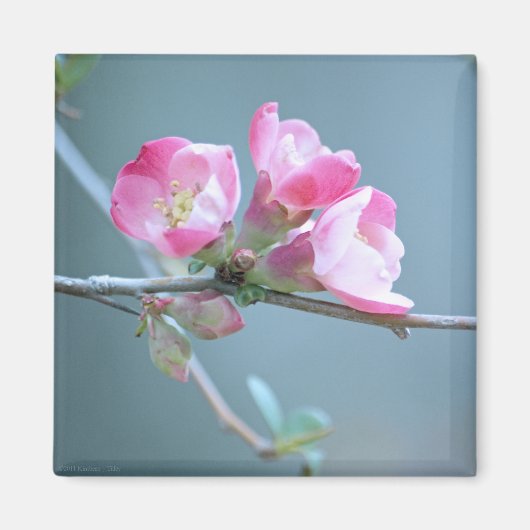 Magnet Apple Blossom #P0358 (Devant)