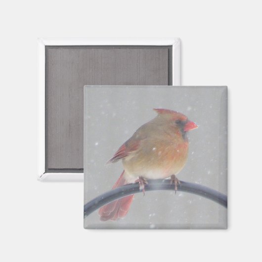 MAGNET AVEC CARDINAL (Recto/Verso)