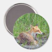 Magnet avec renard (Recto/Verso)