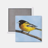 Magnet Baltimore Oriole (Recto/Verso)
