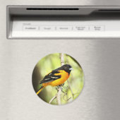 Magnet Baltimore Oriole (In Situ (Lave-vaisselle))