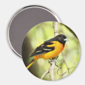 Magnet Baltimore Oriole (Recto/Verso)