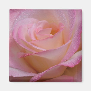 Magnet belle rose rose rose