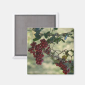 Magnet Berry (Recto/Verso)