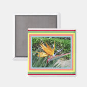 Magnet-Bird van Paradise Magneet (Voorkant / Achterkant)