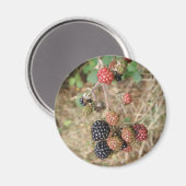 Magnet Blackberry Bonanza (Recto/Verso)