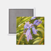 Magnet Bluebells anglais (Recto/Verso)
