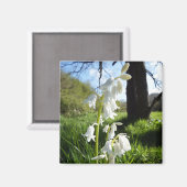 Magnet Bluebells blanc (Recto/Verso)