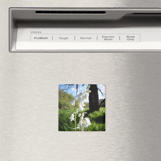Magnet Bluebells blanc (In Situ (Lave-vaisselle))
