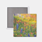 Magnet Bluebonnet de printemps (Recto/Verso)