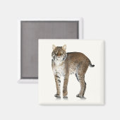Magnet Bobcat (Recto/Verso)