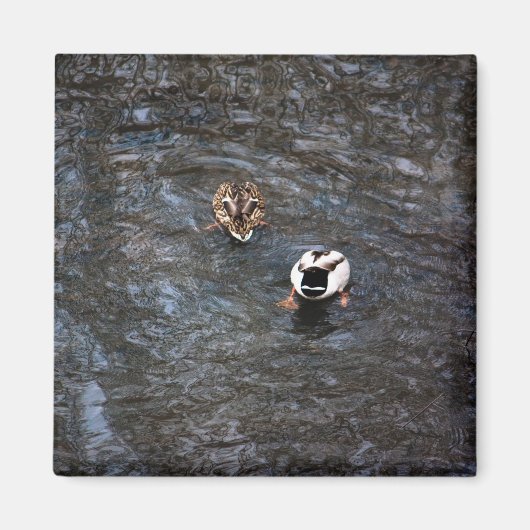 MAGNET BOUTTES DE DUCK (Devant)